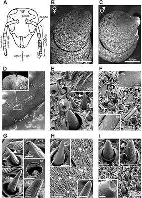 Hornets Have It: A Conserved Olfactory Subsystem for Social Recognition in Hymenoptera?